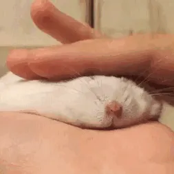 Hamster derretido tras los mimos