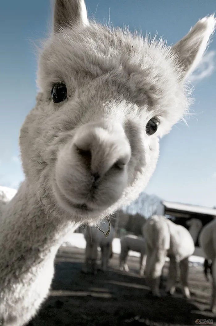 Cría de alpaca adorable