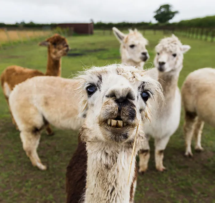 Derpy Alpaca Taking A Selfie