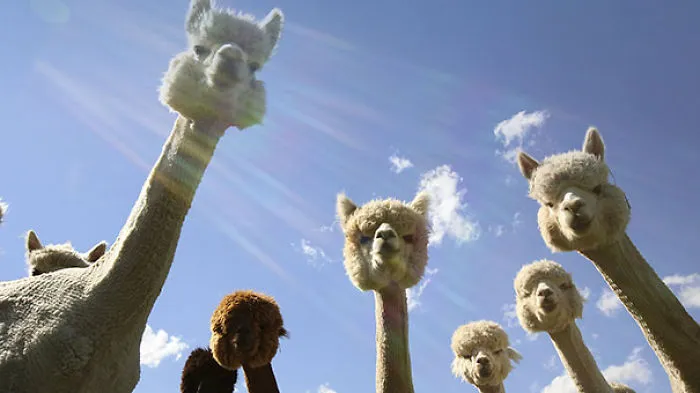La banda Alpaca saca nuevo disco