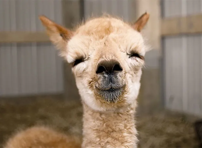 Sabe que es adorable