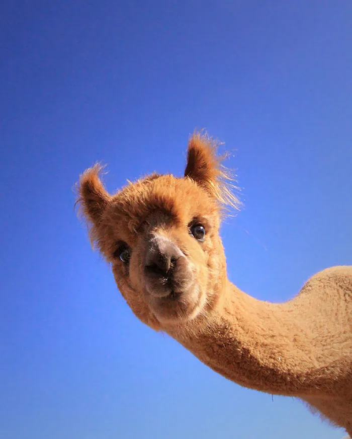 Alpaca curiosa