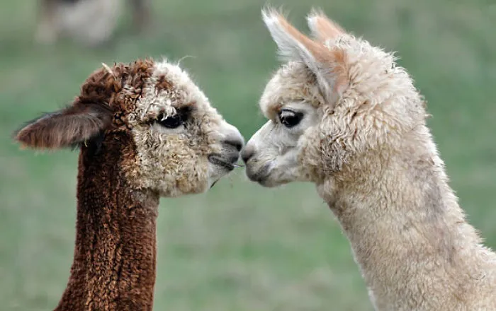 Dos pequeñas alpacas