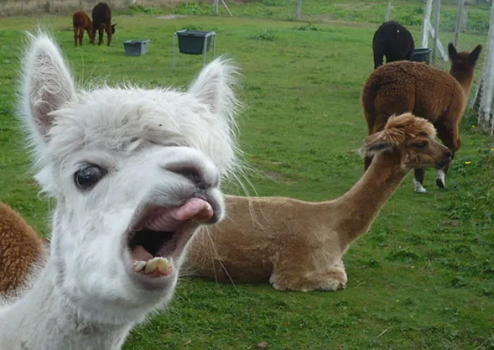 Alpaca haciendo photobomb
