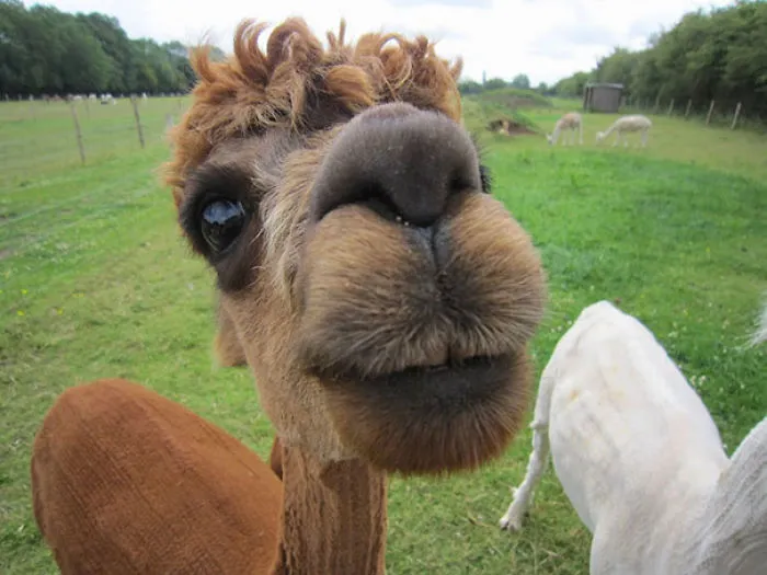 Curious Alpaca