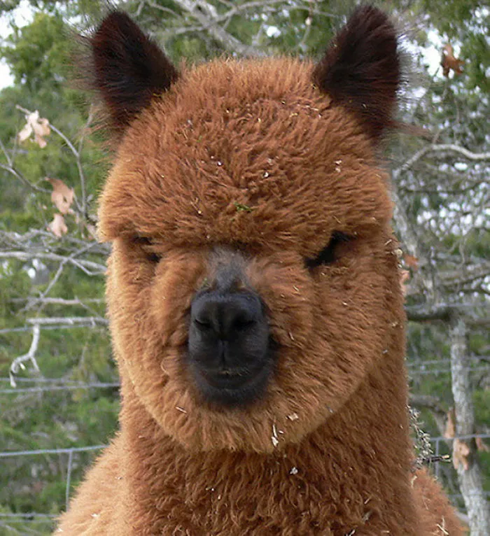 Alpaca de Crepúsculo