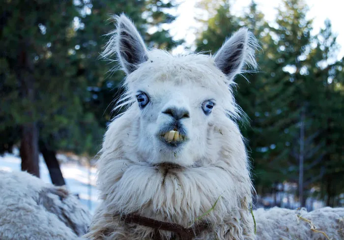 Majestic Alpaca