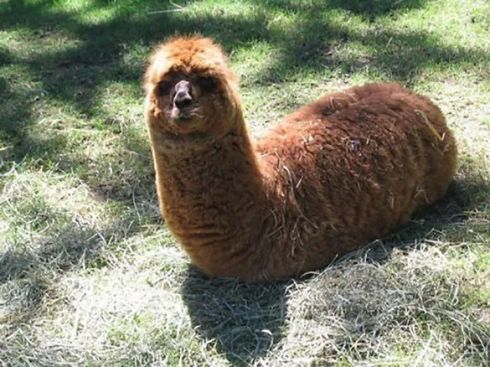 Alpaca oruga