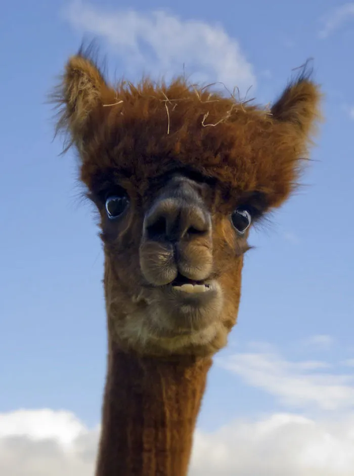 Hola hola