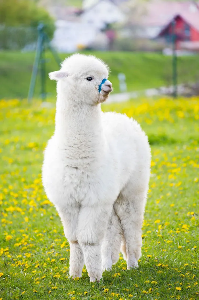 ¿Es una alpaca o una nube?