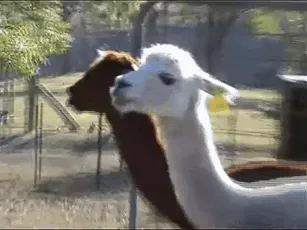 Alpaca dramática