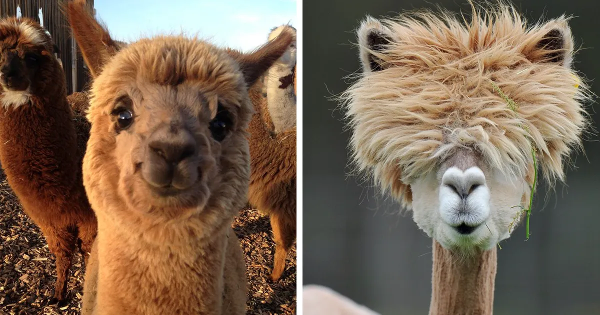 10+ Alpacas que te alegrarán el día