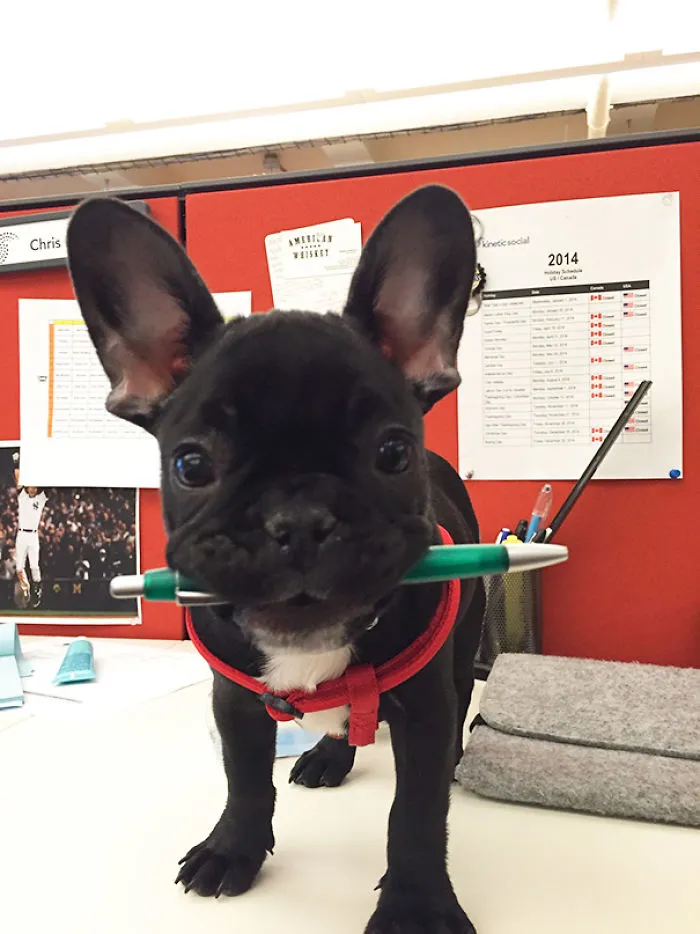 Día de llevar al perro al trabajo