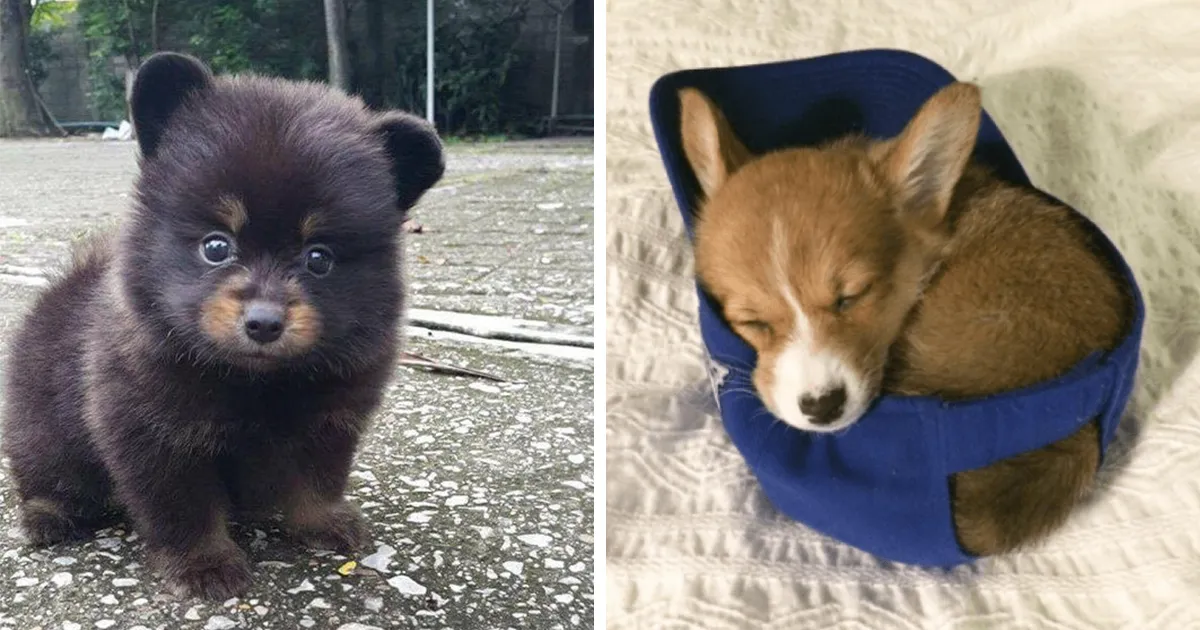 20 Perritos adorables para celebrar el Día del Cachorro