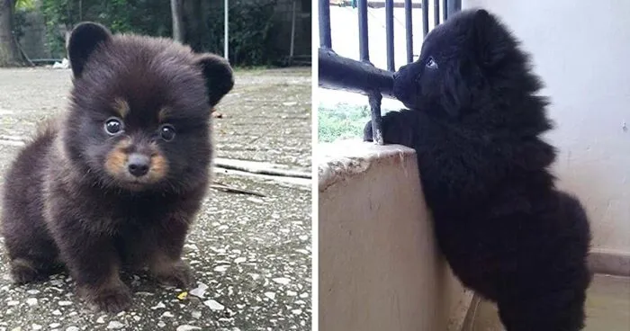 50 Puppies That Are Too Adorable To Be Real