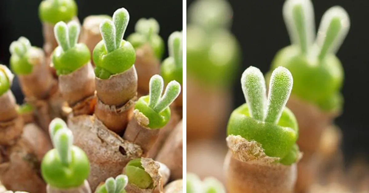 En Japón se vuelven locos con estas plantas suculentas con orejas de conejo