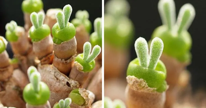 Japanese Are Going Crazy About These Bunny Succulents