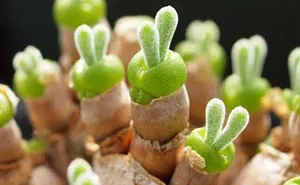 Japanese Are Going Crazy About These Bunny Succulents