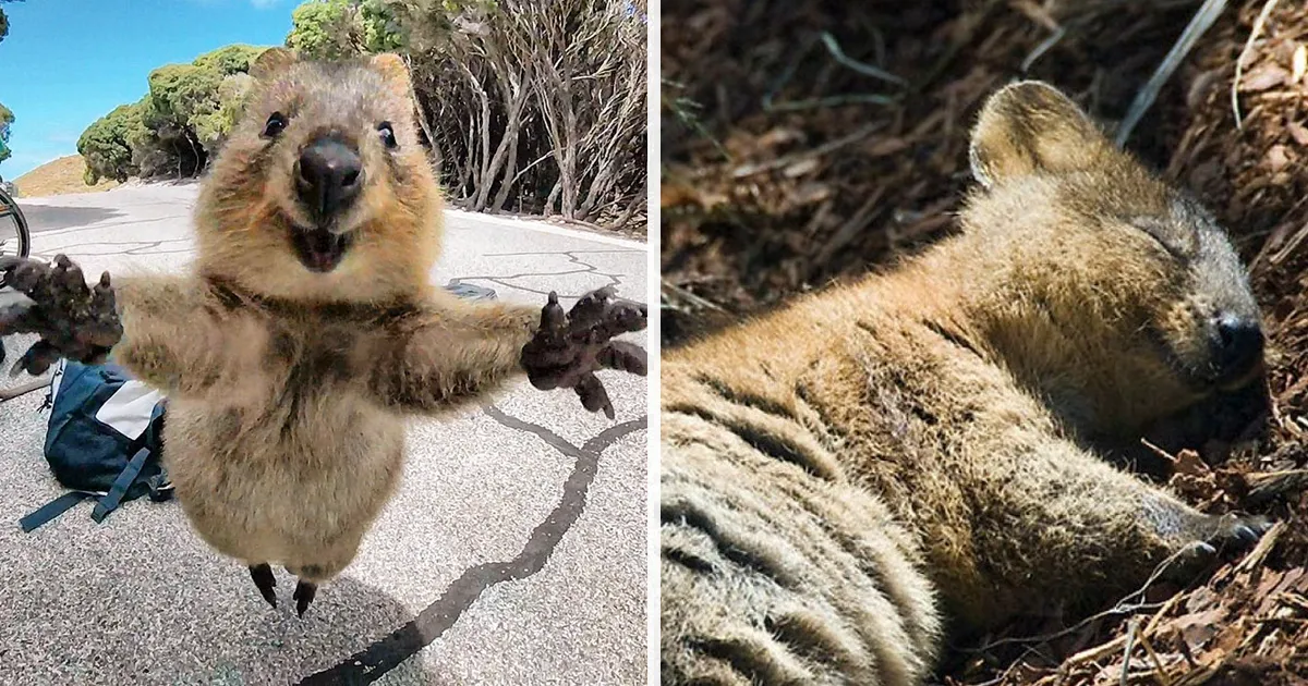 Los quokkas son los animales más felices del mundo