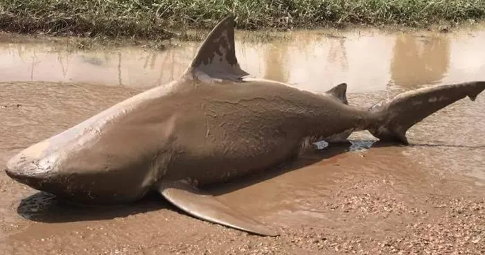 Cyclone Washes A Shark Onto The Streets Of Australia, And It's Straight Out Of Sharknado