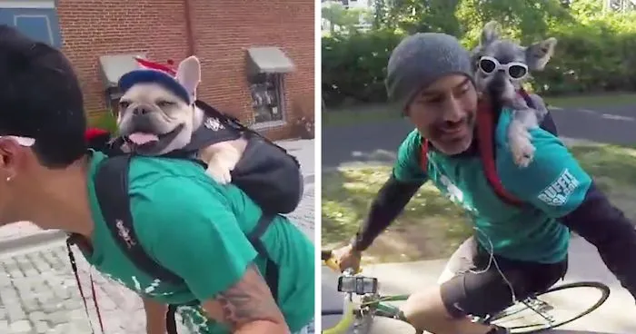 Awesome Dog Backpack