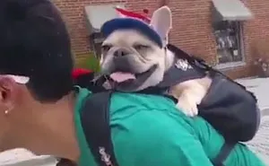 Awesome Dog Backpack