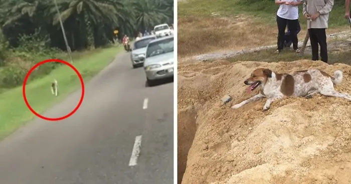 Dog Follows His Best Friend's Funeral Procession For 2 Miles To Say The Final Goodbye