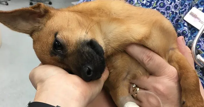 A Police Officer Found A Puppy Overdosed On Heroin And Left Alone In A Car