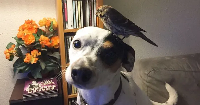 Dog Saves Unconscious Bird, Bird Can't Be More Grateful