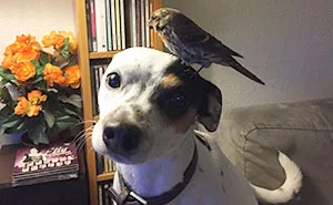 Dog Saves Unconscious Bird, Bird Can't Be More Grateful