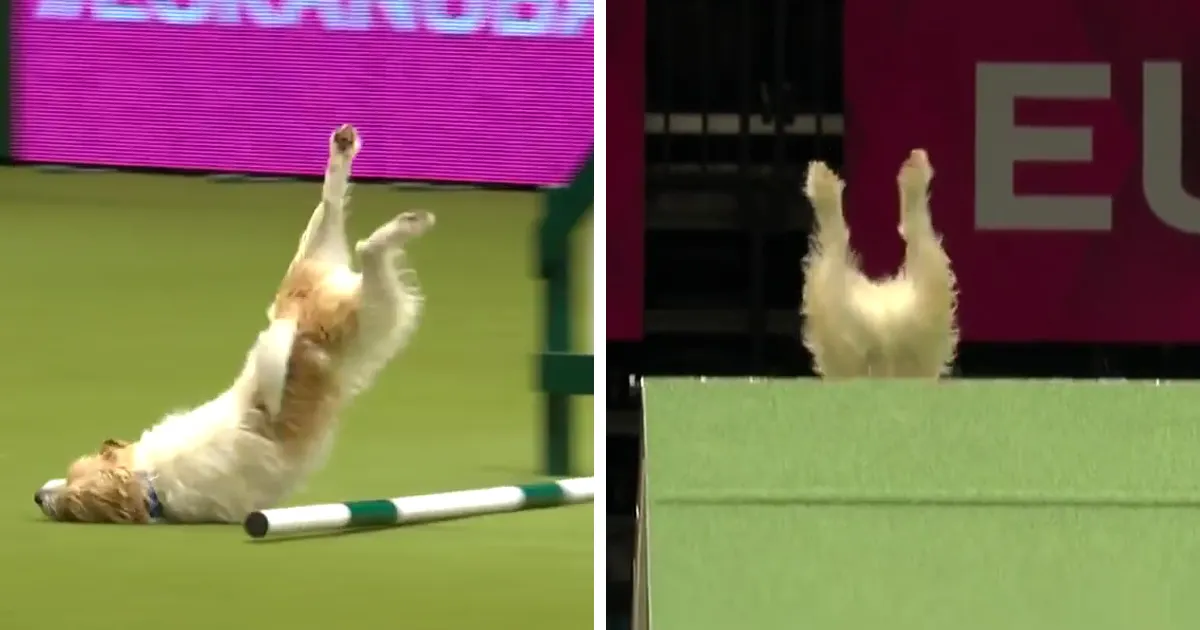 La mala pero divertida carrera de este perro se ha vuelto viral, y tú también tienes que verla