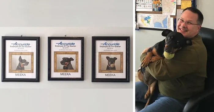 Dog Wins All "Best Employee" Awards After His Owner Starts Working From Home