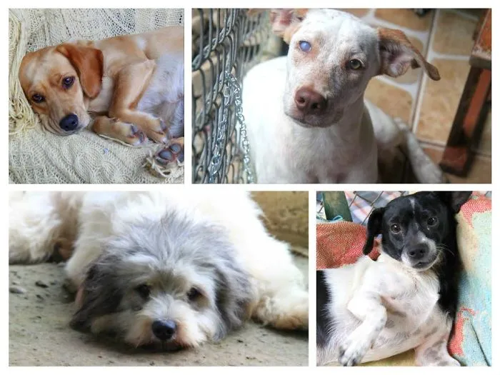 Within The Costa Rica Jungle Lies An One Of Kind Animal Sanctuary... Land Of Love: Animal Frontier