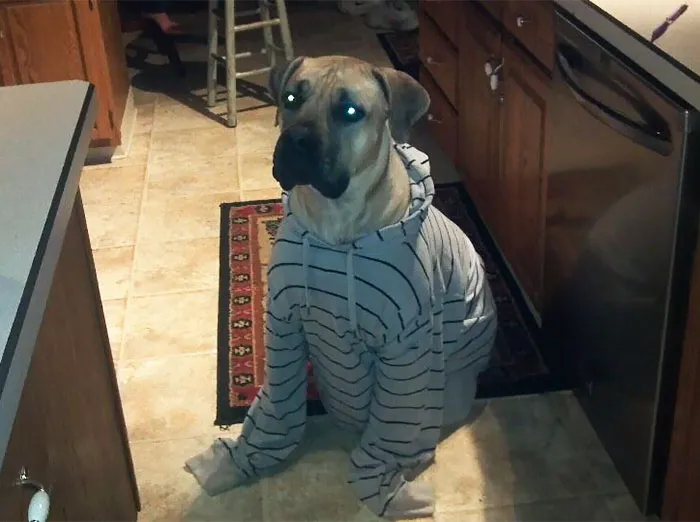 My Boerboel Mastiff Hates His Adorable Hoody