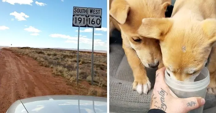 Guys Go On A Road Trip, Find Puppies Dumped In The Middle Of The Desert