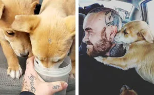 Guys Go On A Road Trip, Find Puppies Dumped In The Middle Of The Desert