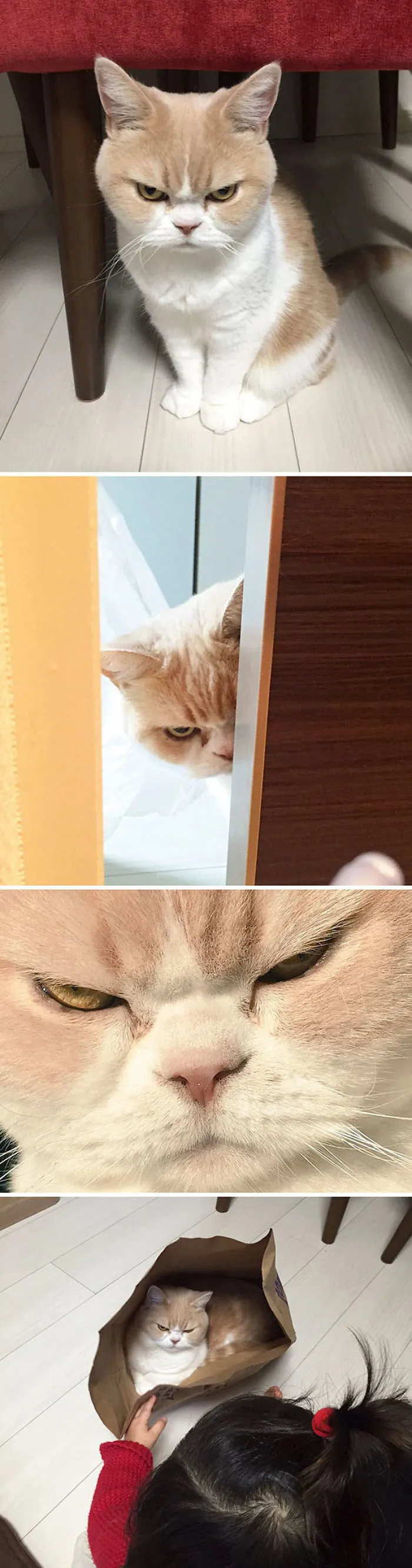 Gato furioso