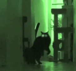 Danza demoniaca