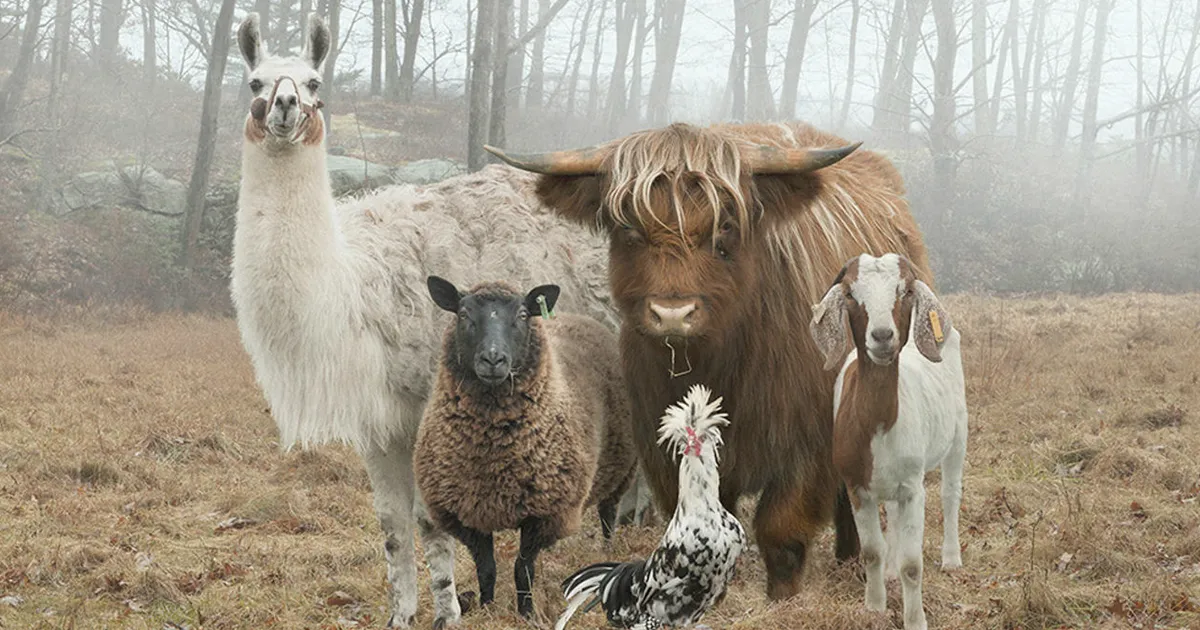 Este fotógrafo retrata a los animales de granja como ningún otro