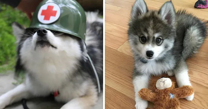 Meet Norman, A Husky-Pomeranian Puppy That's So Cute It Doesn't Even Look Real