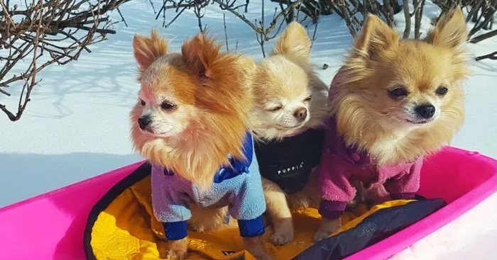 Dogs Enjoy The Winter Time By Riding A Sled