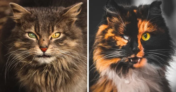 Retrato de forma cercana a los gatos callejeros de mi ciudad