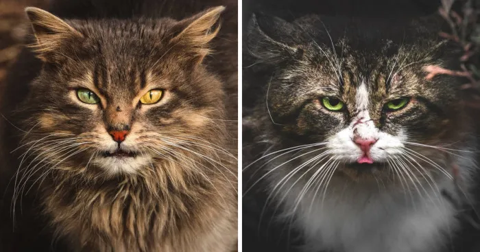 Intimate Portraits Of Stray Cats That I Took In My Hometown