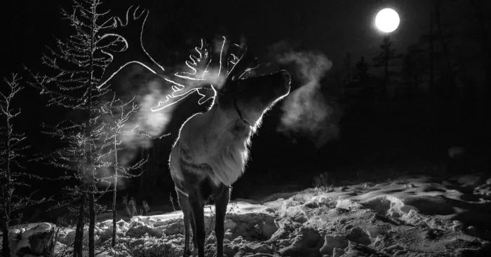 I Documented Mongolia's Mystical Tsaatan Reindeer People