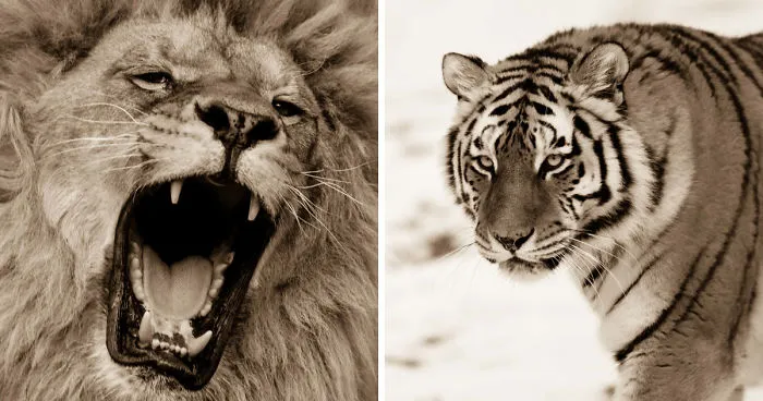 Big Cats: I’ve Spent 10 Years Photographing These Wild And Loving Creatures (Part 3)