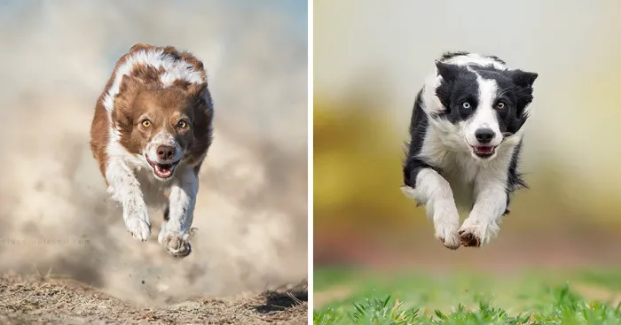 I Photograph "Flying Dogs" To Reveal Their True Spirit