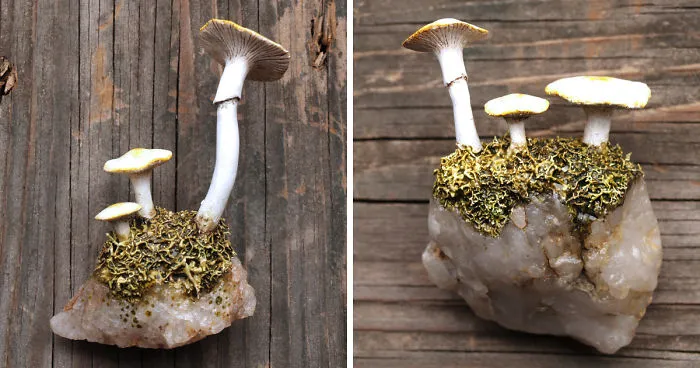 I Create These Earthy Refrigerator Magnets