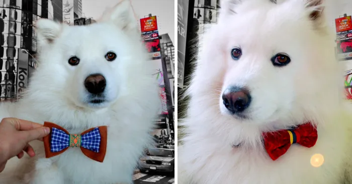 I Make Bow Ties For Dogs And Their Owners