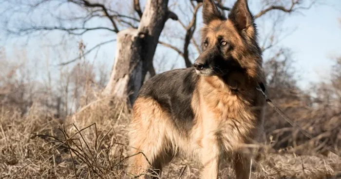 I Photographed Homeless Dogs For Adoption, To Find Their New Homes