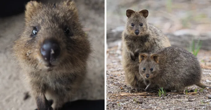 Discover The Quokkas, Among The Cutest Creatures On Earth